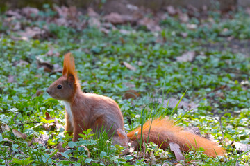 Close-up of a beautiful red squirrel in the park.