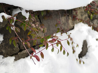 雪を背景にした植物