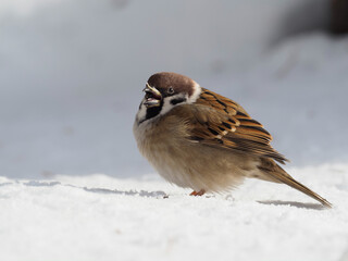 雪のなか木の実をついばむスズメ