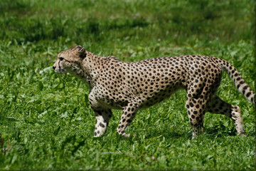 Gepard (Acinonyx jubatus) Raubtier, Afrika