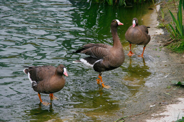 Blässgans (Anser albifrons), auch Blessgans am Wasser