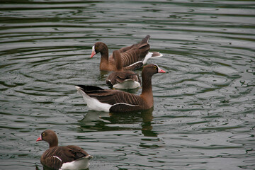 Blässgans (Anser albifrons), auch Blessgans am Wasser