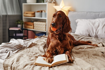 Full length portrait of cute Irish Setter dog lying on bed with book and holding ball