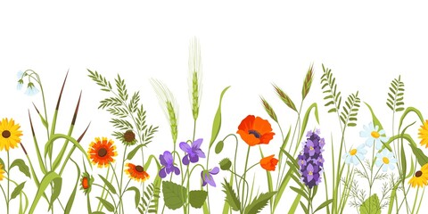 Fototapeta Wild meadow with flowers and herbs, spring botanical seamless border. Wildflower field with plants, ears and grass. Floral vector background obraz