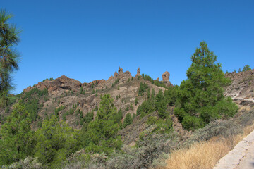 Canarian landscape with canary pines. Pinus canariensis