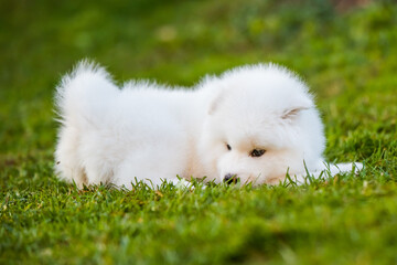 Funny Samoyed puppy on the green grass