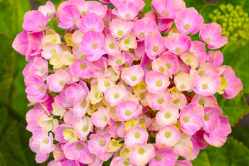 A top view of a blooming light hydrangea in the park in the spring.