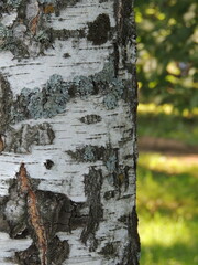 Birch tree white trunk in close-up on a green blurred natural forest background.