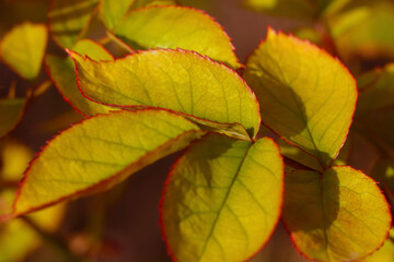 Beautiful green branches of the plant. The background of nature, the texture of the leaves.