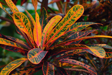 Variegated codiaum is a perennial evergreen shrub. Very often they are called crotons. Bright multi-colored leaves. © Dzmitry