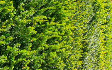 Close-up green foliage of Yew Taxus baccata (English yew, European yew) in evergreen hedge around recreation area in public landscape city park Krasnodar or Galitsky park in sunny autumn 2021