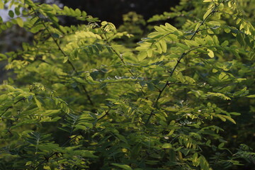 Vegetation in the forest in a summer day