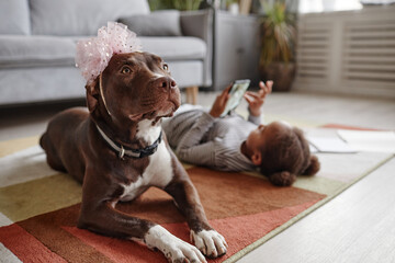 Portrait of big dog wearing bow while laying on floor with little girl in background, copy space