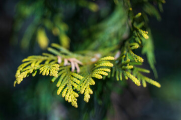 日に照らされて葉先が金色に輝くニオイヒバ【Thuja occidentalis】