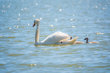 A female mute swan, Cygnus olor, swimming on a lake with its new born baby cygnets. Mute swan protects its small offspring. Gray, fluffy new born baby cygnets.