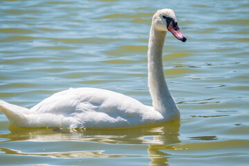 Graceful white Swan swimming in the lake, swans in the wild. Portrait of a white swan swimming on a lake.