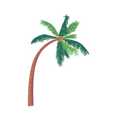 Coconut Palm Tree with Green Leaves and Bent Trunk Isolated on White Background. Tropical Plant, Single Natural Object