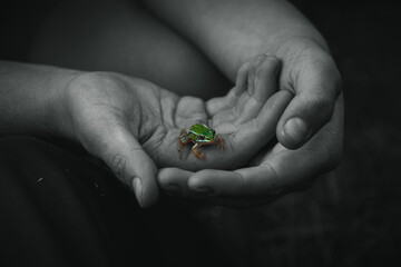 Frosch in Händen