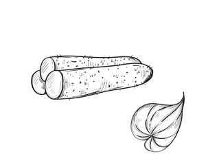 Hand drawn sketch black and white of yam, batata, leaf, sweet potato, slice. Vector illustration. Elements in graphic style label, card, sticker, menu, package. Engraved style illustration.