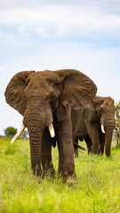 Fototapeta na wymiar big bull elephant in Kruger