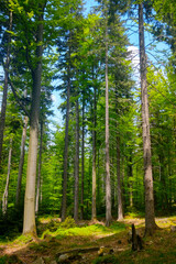 Beautiful green young forest on a sunny day. Clean fresh air.
