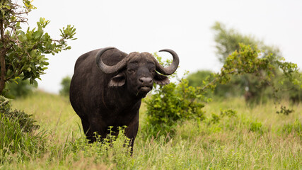 Big cape buffalo bull in the wild