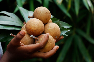 Manilkara zapota, commonly known as sapodilla, sapota, chikoo, chico, naseberry, or nispero is a...