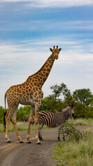 A giraffe and zebra in the road