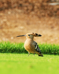 colourful Hoopoes bird sitting on green grass, found across Africa, Asia, and Europe, notable for their distinctive 