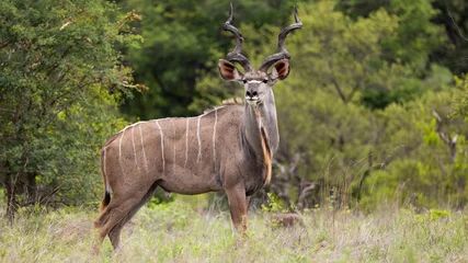  a huge kudu bull in the wild © Jurgens