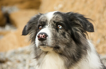 Beautiful Portrait of a Border Collie Dog.