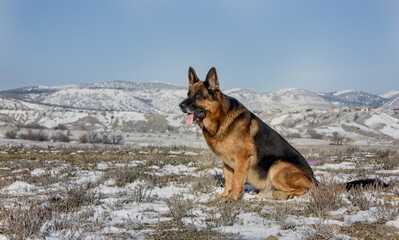 Big Dog of Breed German Shepherd on the background of mountains.