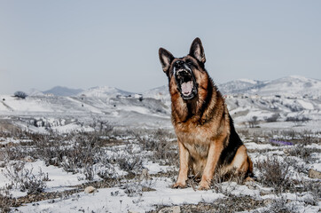 Big Dog of Breed German Shepherd on the background of mountains.