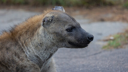 a spotted hyena with no ears