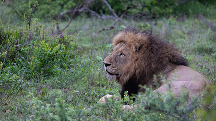 Mature black maned lion in Kruger