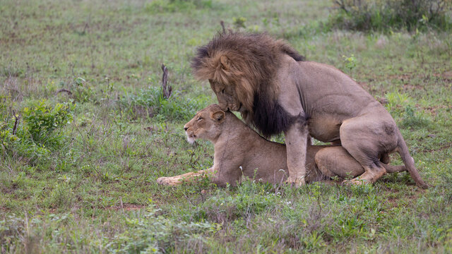 a pair of mating lions