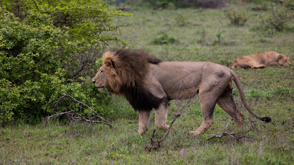 Mature black maned lion in Kruger