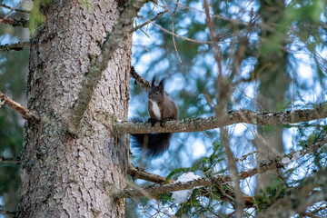 a brown squirrel, sciurus vulgaris, on a spruce tree in the forest at a winter day