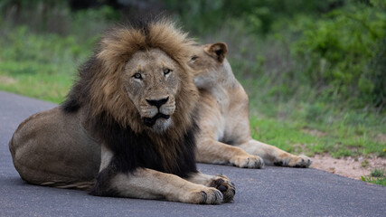 a mating pair of lions