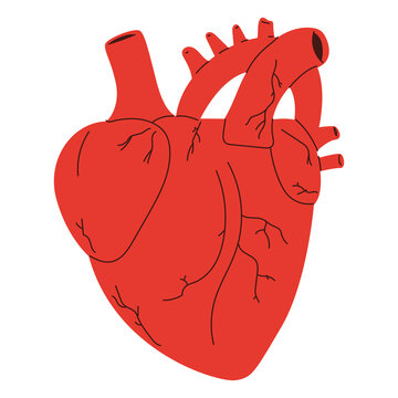 Human heart vector cartoon illustration isolated on a white background.