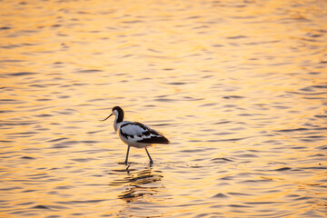 Water bird pied avocet, Recurvirostra avosetta, standing in the water in orange sunset light. The pied avocet is a large black and white wader with long, upturned beak