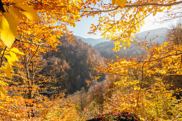 Fototapeta na wymiar Autumn forest on a sunny day in the mountains.