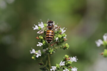 春の庭に咲くオレガノの白い花の蜜を吸うミツバチ