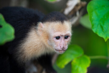 Portrait of Panamanian White-faced Capuchin, Costa Rica