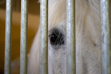 A beautiful white horse peers through the bars of its stall