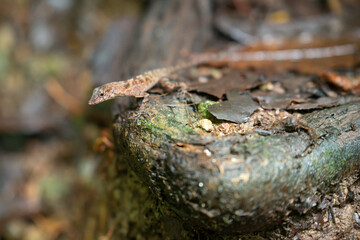 Close up of lizzard, Manuel Antonio natural Park