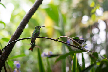Hummingbird on branch