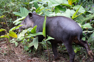 Tapir, animals of Costa Rica