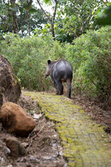 Tapir, animals of Costa Rica
