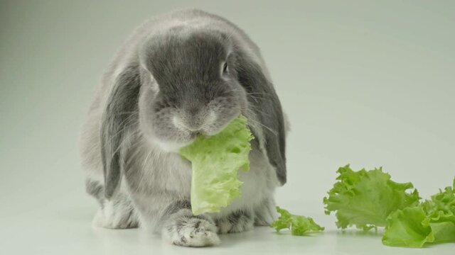 Gray cute rabbit eating salad leaves. Young lop-eared rabbit in the studio on a light gray background background.